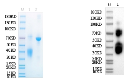Reducing 12% SDS-PAGE and WB analysis profile of purified K165A<br />1. K165A<br />2. BSA